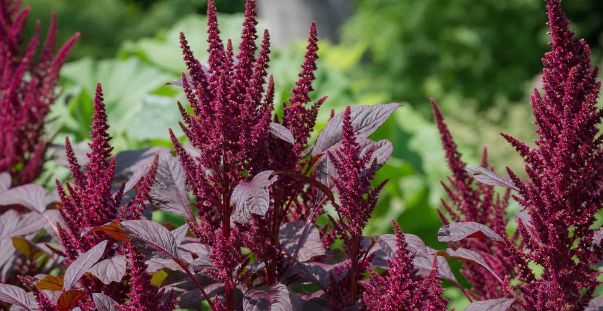 Amaranthus cruentus – fotografia rastliny