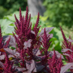 Amaranthus cruentus – pestovanie a starostlivosť (Amaranthus cruentus) – fotografia rastliny
