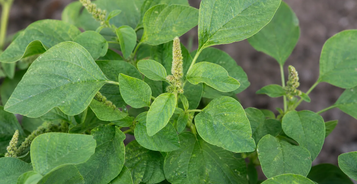 Amaranthus dubius – Pflanzenfoto