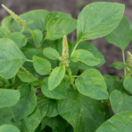 Amaranthus dubius – (Amaranthus dubius) – Pflanzenfoto