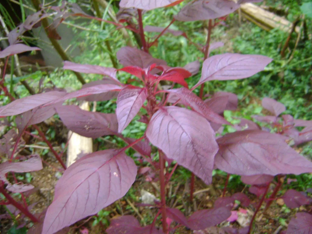 amaranth (Amaranthus dubius) – characteristic appearance, plant photo