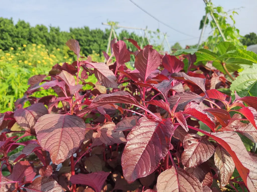 amaranth (Amaranthus dubius) – characteristic appearance, plant photo