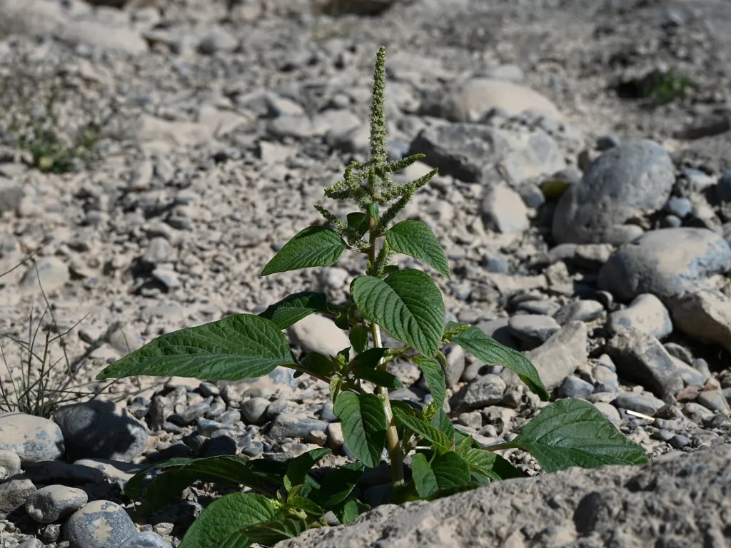 amaranth (Amaranthus dubius) – characteristic appearance, plant photo