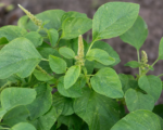 Amaranthus dubius – pestovanie a starostlivosť