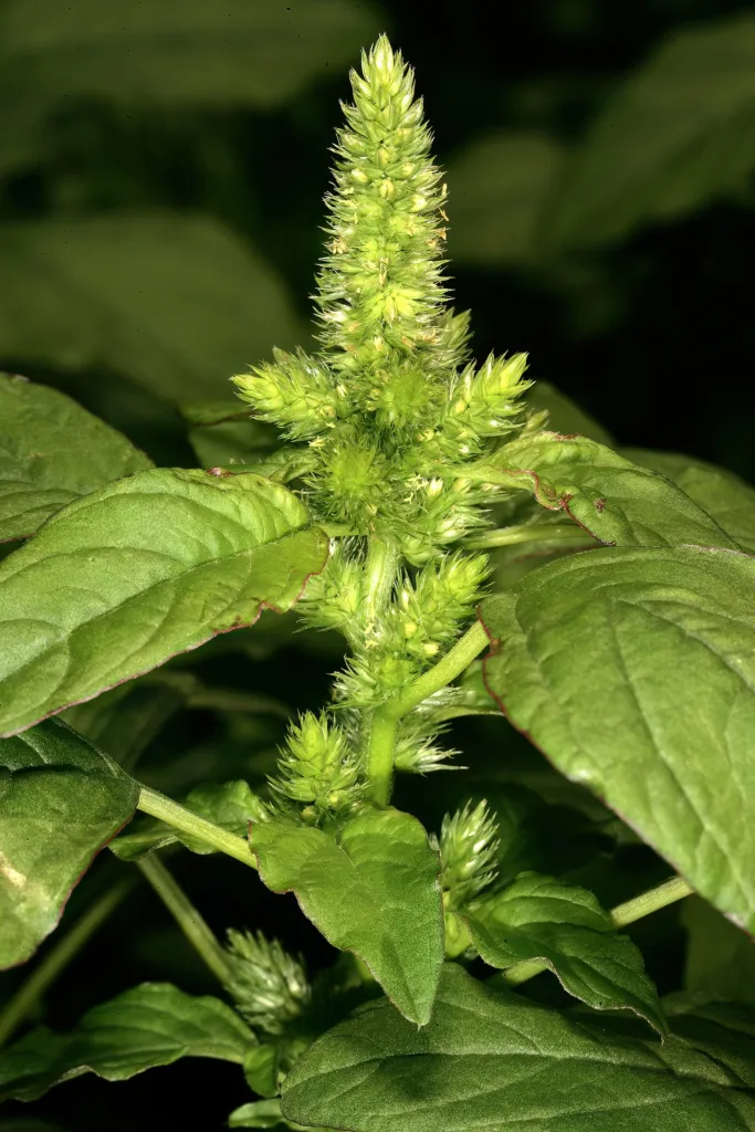 Grünähriger Fuchsschwanz (Amaranthus hybridus) – Blüten in Nahaufnahme, Pflanzenfoto