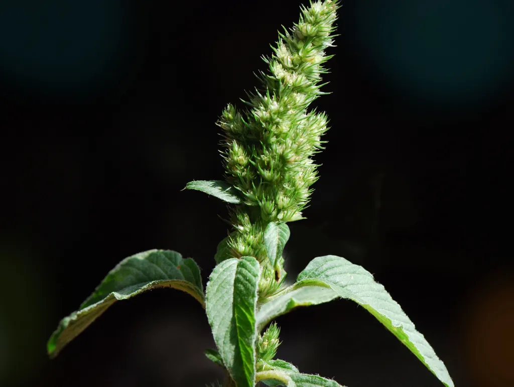 Grünähriger Fuchsschwanz (Amaranthus hybridus) – typisches Erscheinungsbild, Pflanzenfoto