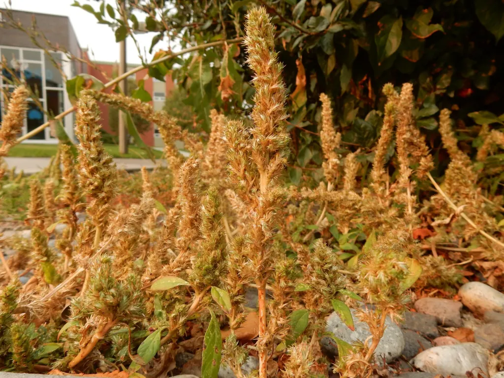 Grünähriger Fuchsschwanz (Amaranthus hybridus) – typisches Erscheinungsbild, Pflanzenfoto