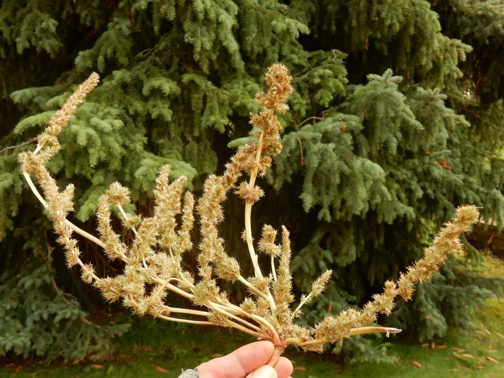 Grünähriger Fuchsschwanz (Amaranthus hybridus) – typisches Erscheinungsbild, Pflanzenfoto