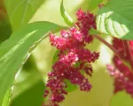 Edible amaranth (Amaranthus tricolor) care guide