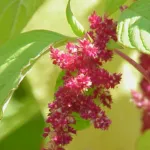 edible amaranth (Amaranthus tricolor) – characteristic appearance, plant photo