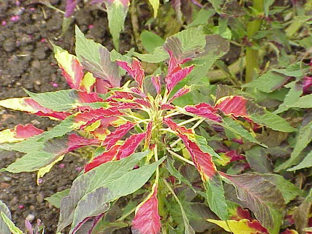 edible amaranth (Amaranthus tricolor) – characteristic appearance, plant photo