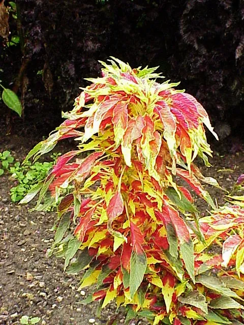 edible amaranth (Amaranthus tricolor) – characteristic appearance, plant photo
