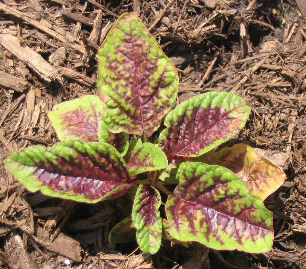 edible amaranth (Amaranthus tricolor) – in a garden setting, plant photo