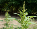 Amaranthus viridis – Pflege