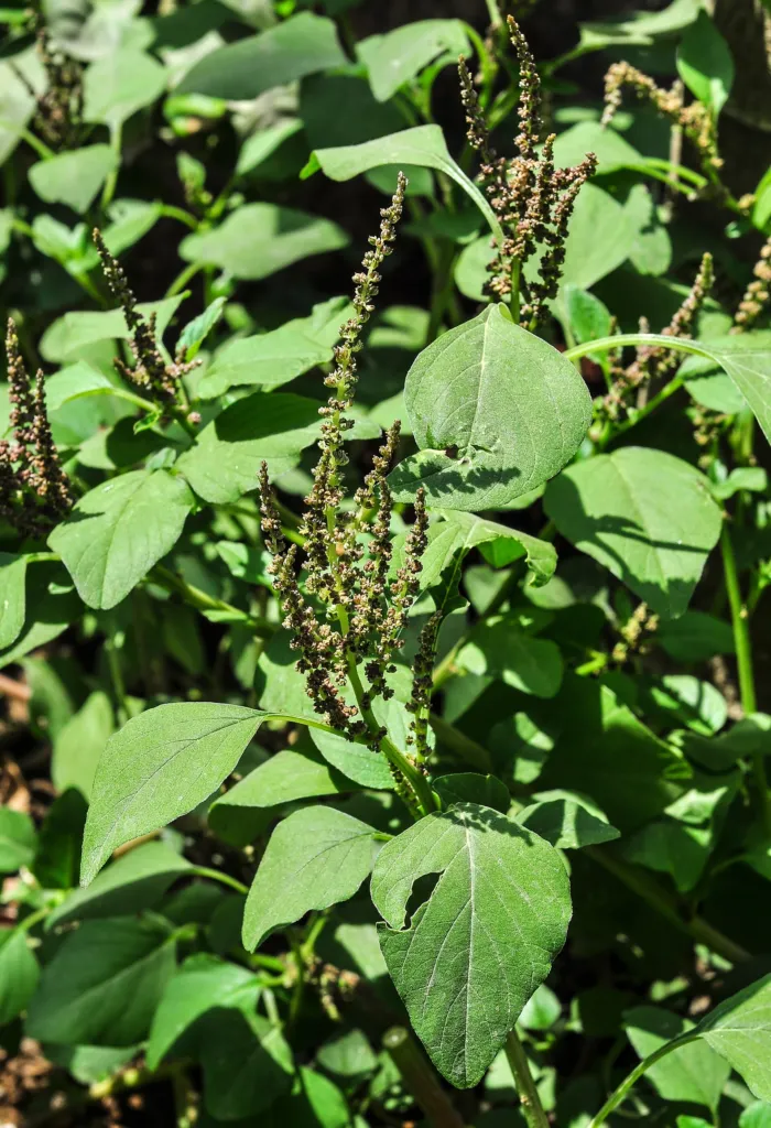 Amaranthus viridis – (Amaranthus viridis) – Blüten in Nahaufnahme, Pflanzenfoto