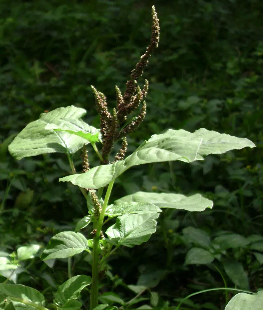 Amaranthus viridis – (Amaranthus viridis) – im Garten, Pflanzenfoto