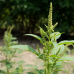 Amaranthus viridis – pestovanie a starostlivosť (Amaranthus viridis) – fotografia rastliny