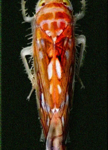 American Grapevine Leafhopper