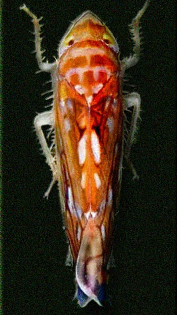 American Grapevine Leafhopper