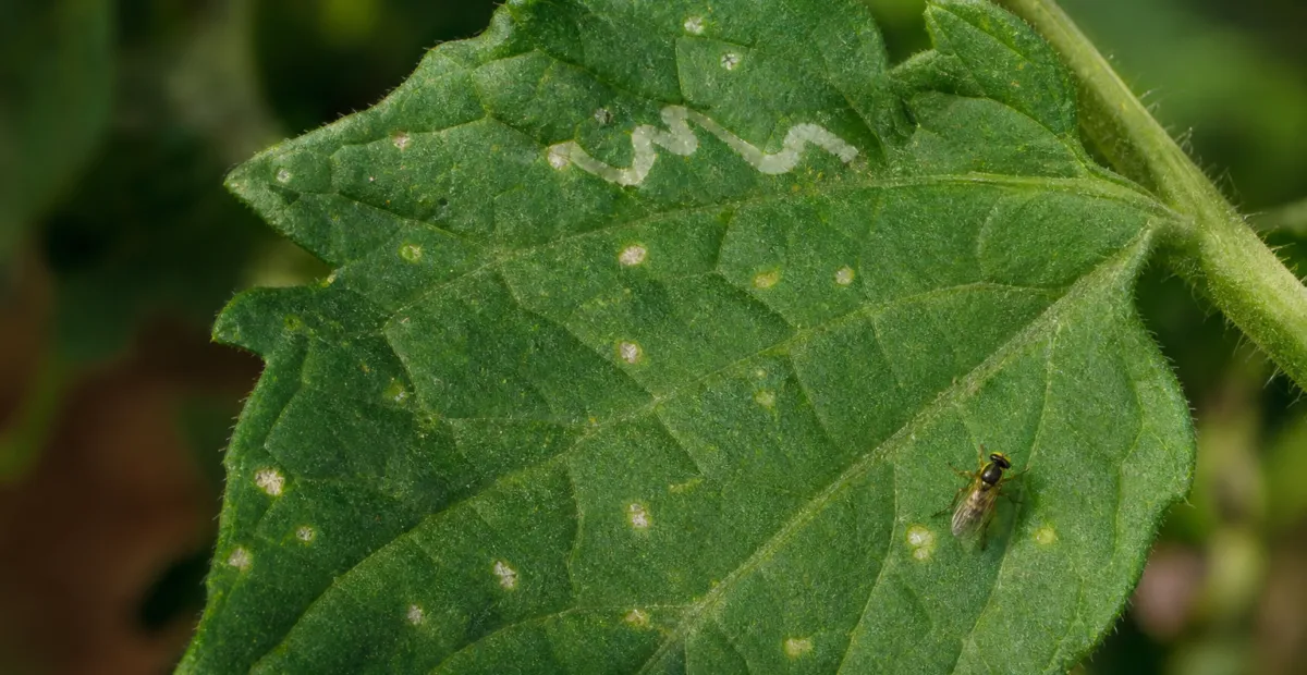 American Serpentine Leafminer