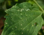 American Serpentine Leafminer