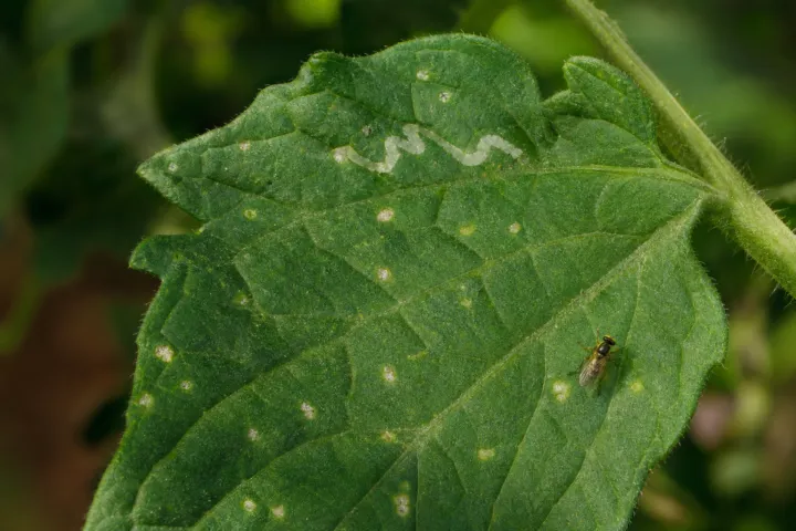 American Serpentine Leafminer