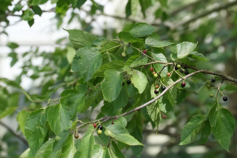 Celtis occidentalis