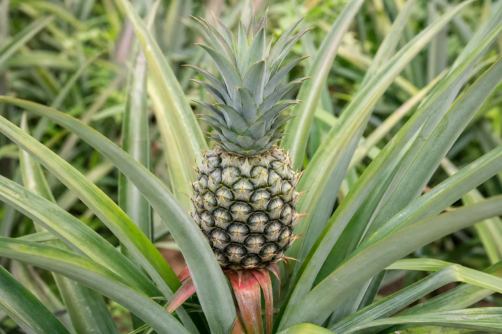 Ananas comosus