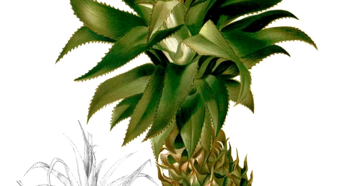 ananás pestovaný (Ananas comosus) – fotografia rastliny