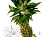 Ananas (Ananas comosus) – Pflege