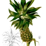 pineapple (Ananas comosus) – characteristic appearance, plant photo