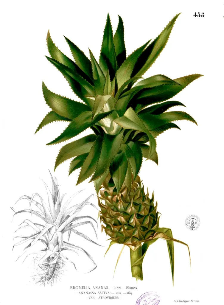 ananás pestovaný (Ananas comosus) – fotografia rastliny