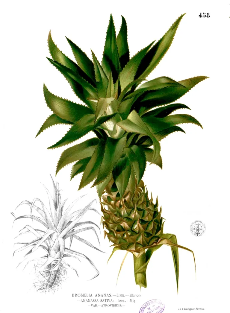 Ananas comosus