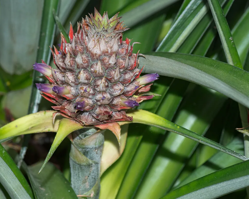 ananás pestovaný (Ananas comosus) – kvety zblízka, fotografia rastliny