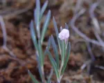 Rosmarinheide (Andromeda polifolia) – Pflege