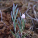 Wild Rosemary (Andromeda polifolia) – flowers in close-up, plant photo