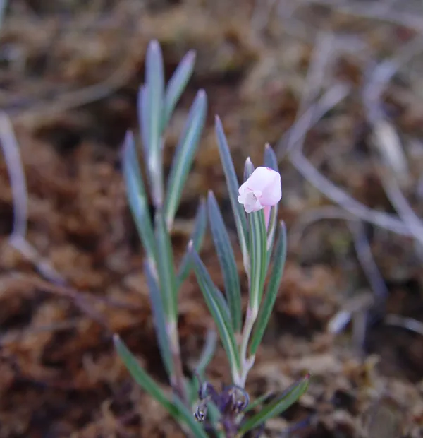 Wild Rosemary (Andromeda polifolia) – plant photo