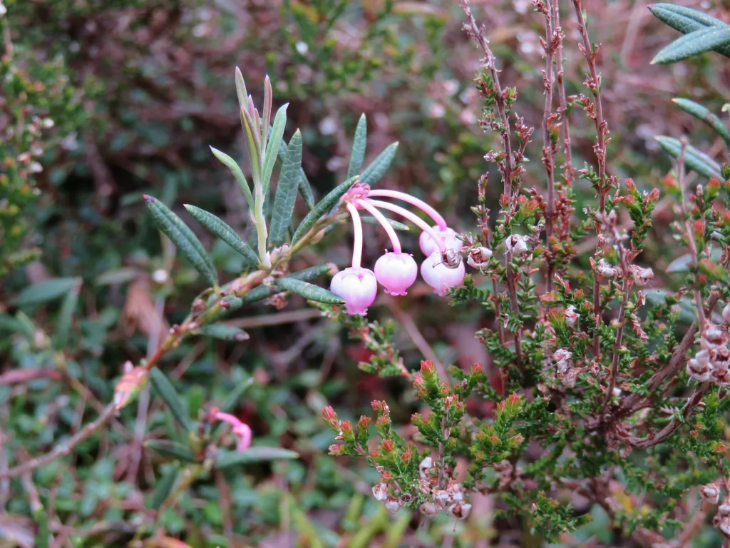 Wild Rosemary (Andromeda polifolia) – characteristic appearance, plant photo