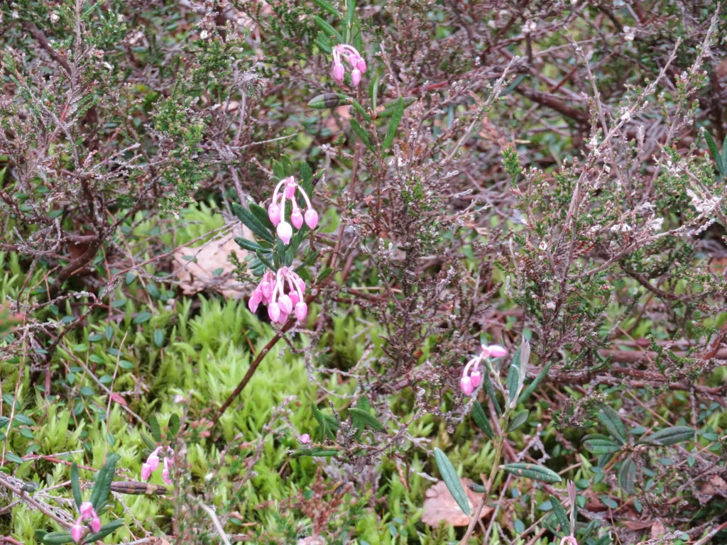 Wild Rosemary (Andromeda polifolia) – characteristic appearance, plant photo