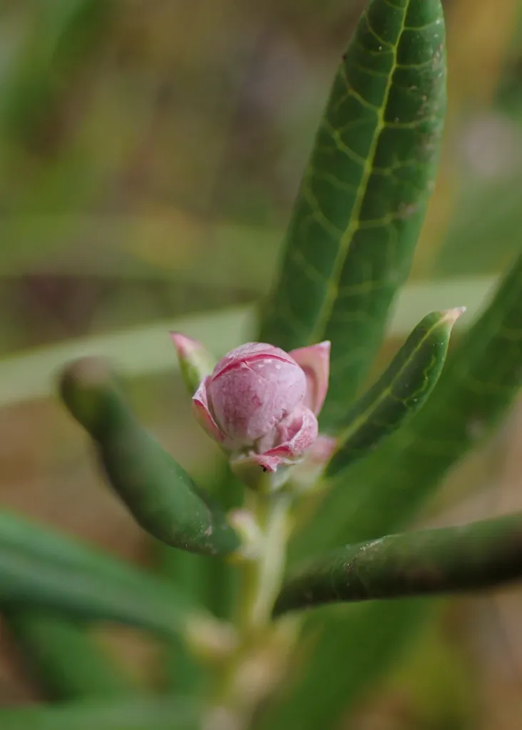 Wild Rosemary (Andromeda polifolia) – flowers in close-up, plant photo