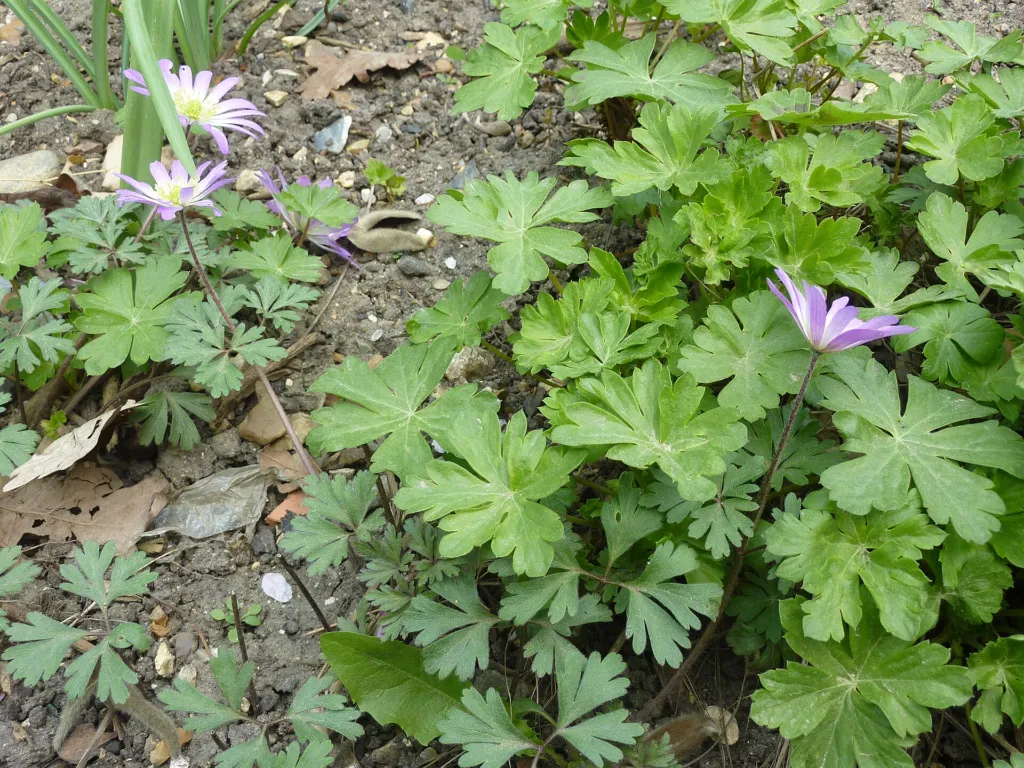 winter windflower (Anemone blanda) – in a garden setting, plant photo