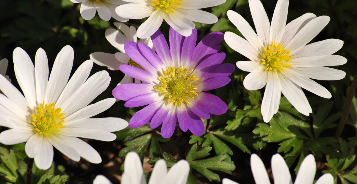 winter windflower (Anemone blanda) – plant photo