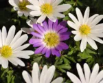 Winter windflower (Anemone blanda) care guide