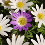 winter windflower (Anemone blanda) – plant photo