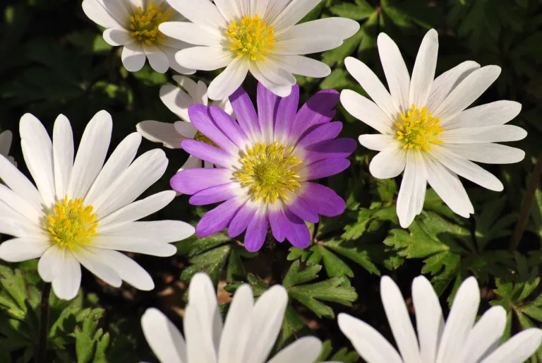 Anemone blanda