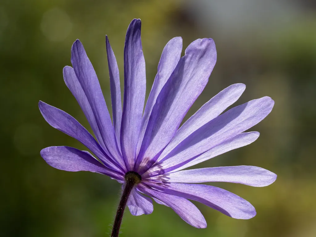 winter windflower (Anemone blanda) – in a garden setting, plant photo
