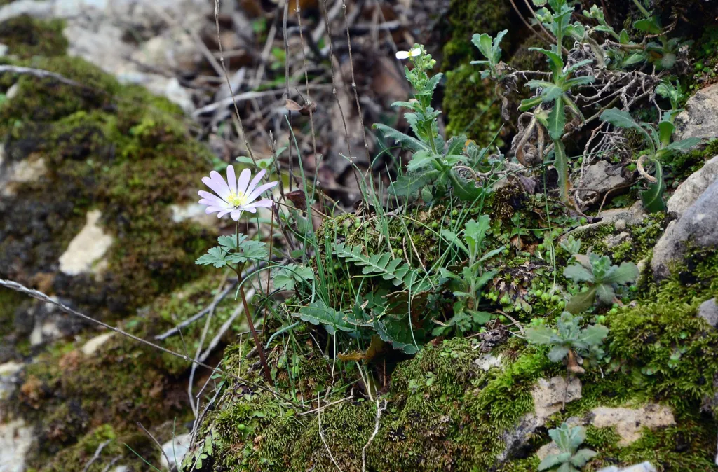 winter windflower (Anemone blanda) – flowers in close-up, plant photo