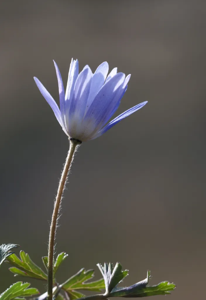 winter windflower (Anemone blanda) – flowers in close-up, plant photo
