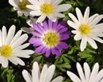 Anemone blanda – pestovanie a starostlivosť