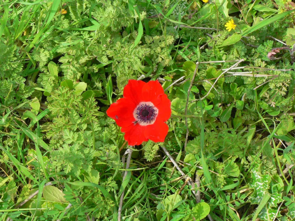 Anemone alba Goaty & Pons (Anemone coronaria) – characteristic appearance, plant photo